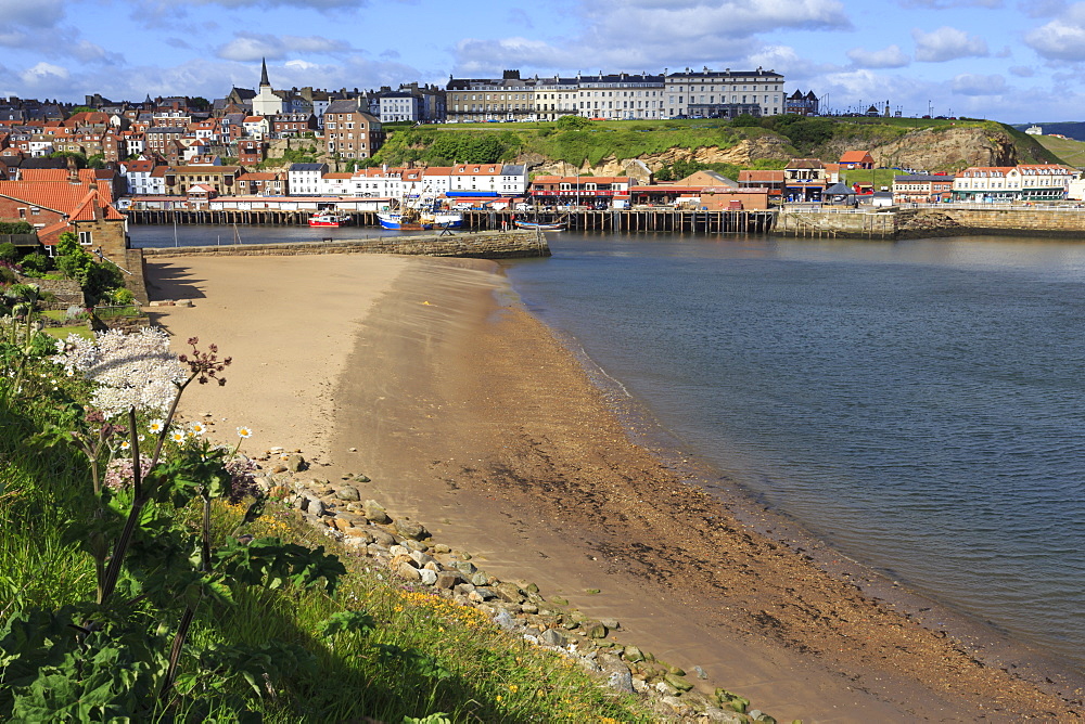 Tate Hill Beach, cliff side wild spring flowers, view to town and West Cliff, Whitby, North Yorkshire, England, United Kingdom, Europe