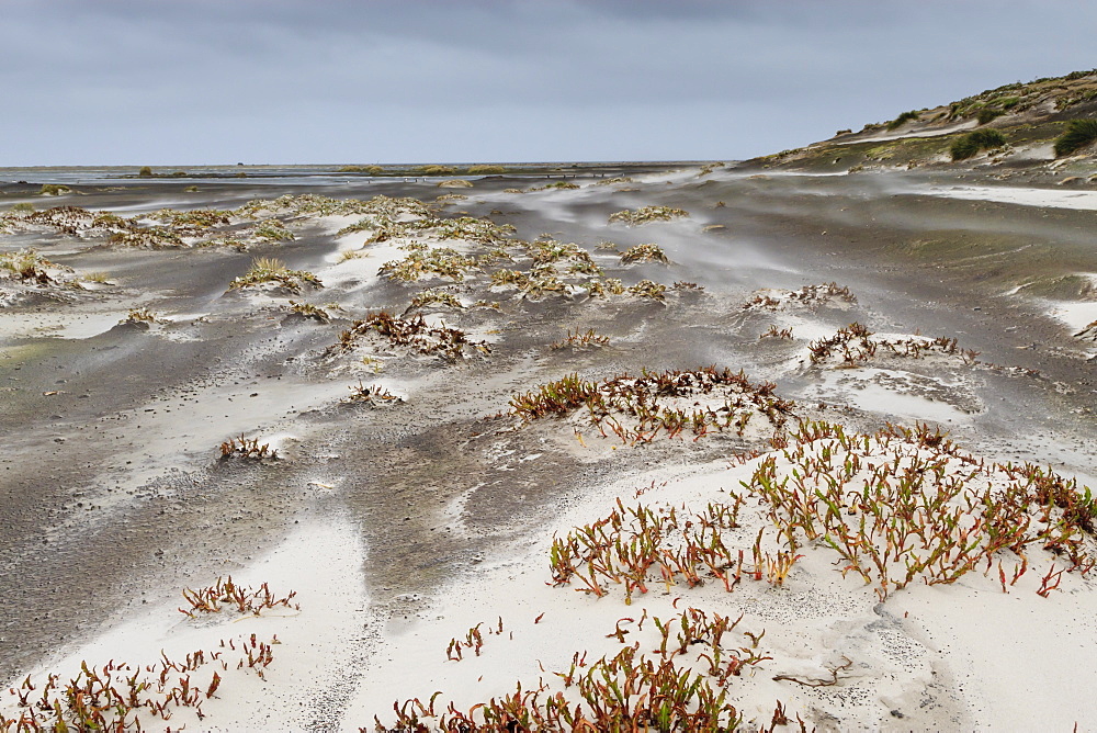 Sandstorm, Sea Lion Island, Falkland Islands, South America 