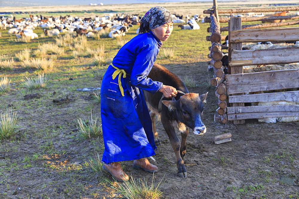 Lady wearing headscarf and blue deel handles calf, distant gers, at dawnin summer, Nomad camp, Gurvanbulag, Bulgan, Mongolia, Central Asia, Asia