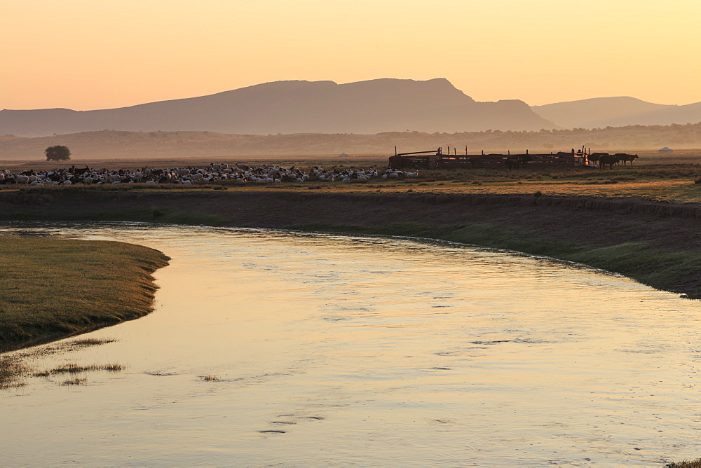 River, gers and herd of goats, sheep and cows with stock pen, misty dawn in summer, Nomad camp, Gurvanbulag, Bulgan, Mongolia, Central Asia, Asia