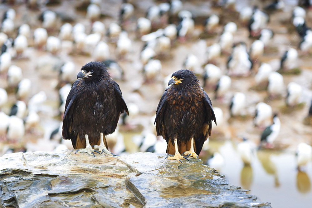 Two wet striated caracara (Phalcoboenus australis) in front of a colony of king cormorants, Sea Lion Island, Falkland Islands, South America 