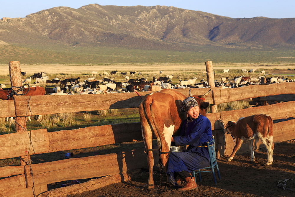 Seated lady wearing traditional clothing (deel) milks cow, Summer dawn, Nomad camp, Gurvanbulag, Bulgan, Northern Mongolia, Central Asia, Asia