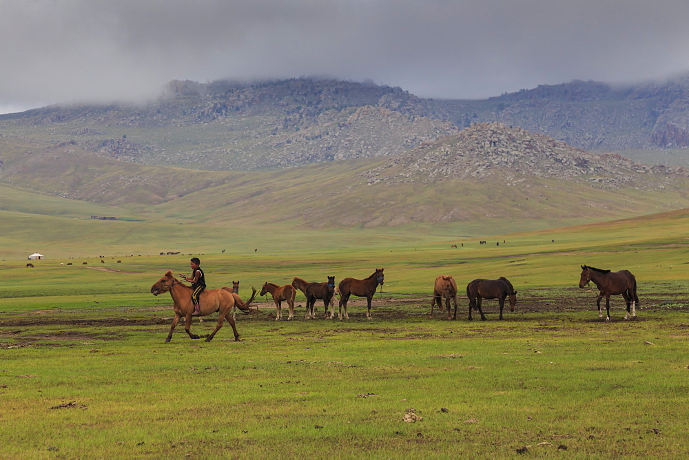 Boy rides horse past tethered horses, summer nomad camp, Khujirt, Uvurkhangai (Ovorkhangai), Central Mongolia, Central Asia, Asia