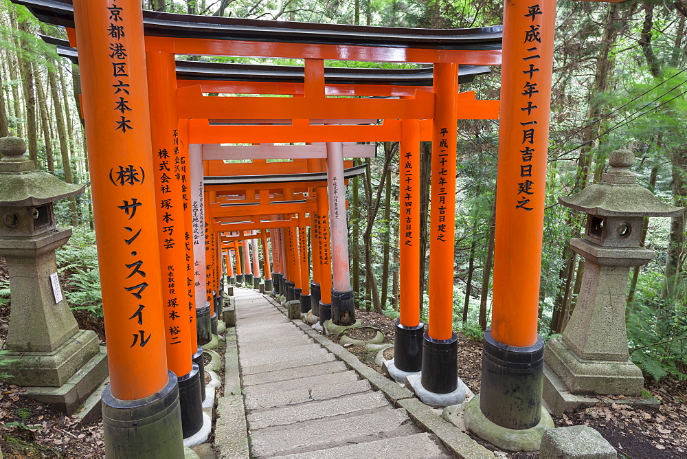 Fushimi Inari Taisha, Shinto shrine, vermilion torii gates line paths in wooded forest on Mount Inari, Kyoto, Japan, Asia