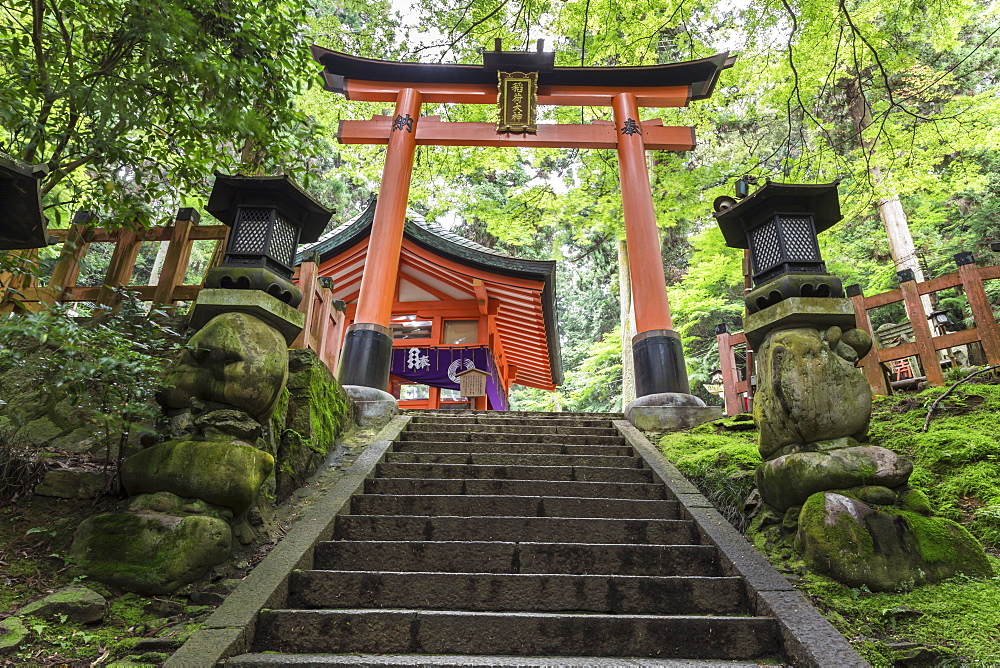 Moss covered Shinto shrine surrounded by thick forest in summer, Fushimi Inari Taisha, Mount Inari, Kyoto, Japan, Asia