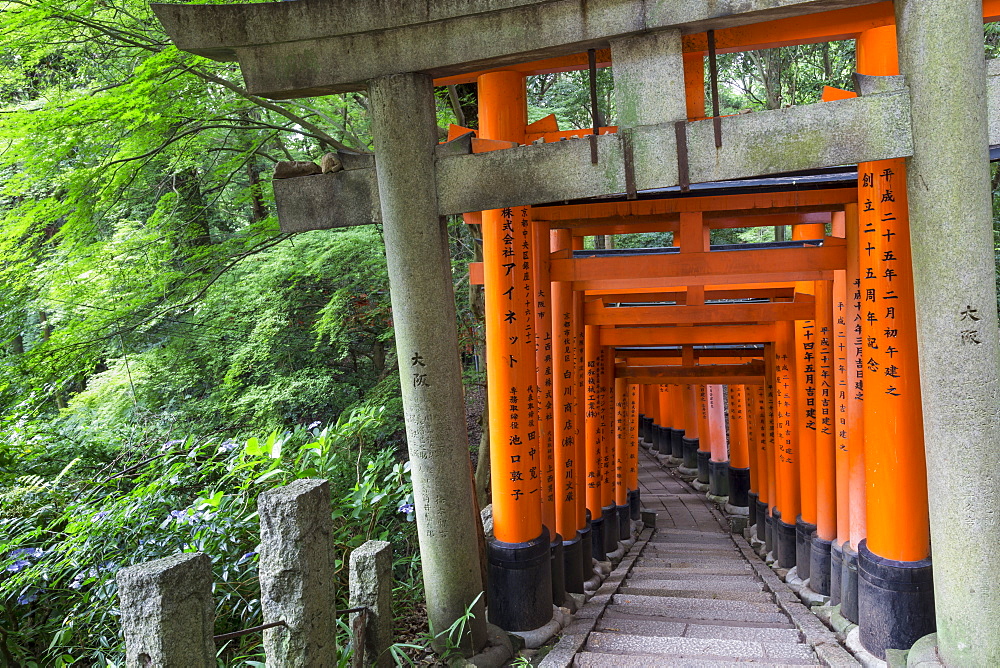 Fushimi Inari Taisha, Shinto shrine, vermilion torii gates line paths in wooded forest on Mount Inari, Kyoto, Japan, Asia