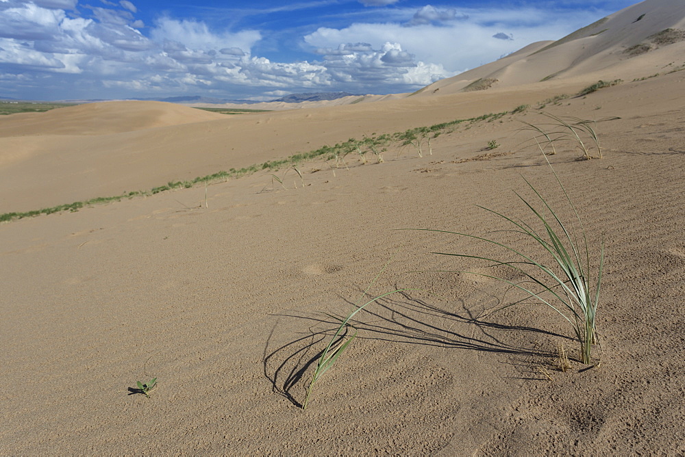 Plant growing on huge sand dunes on a summer evening, Khongoryn Els, Gobi Desert, Mongolia, Central Asia, Asia