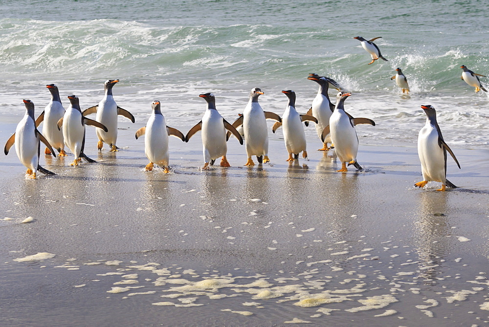 Gentoo penguins (Pygoscelis papua) emerging from the sea, Sea Lion Island, Falkland Islands, South America 