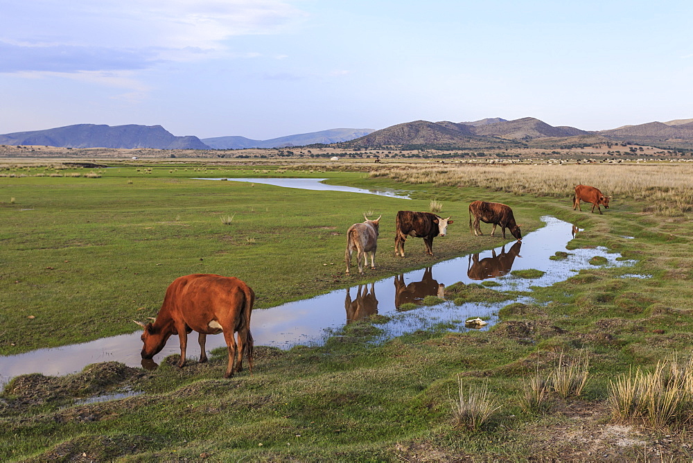 Cows reflected in a small pool, grass and mountains, evening, Khogno Khan Uul Nature Reserve, Gurvanbulag, Bulgan , Mongolia, Central Asia, Asia