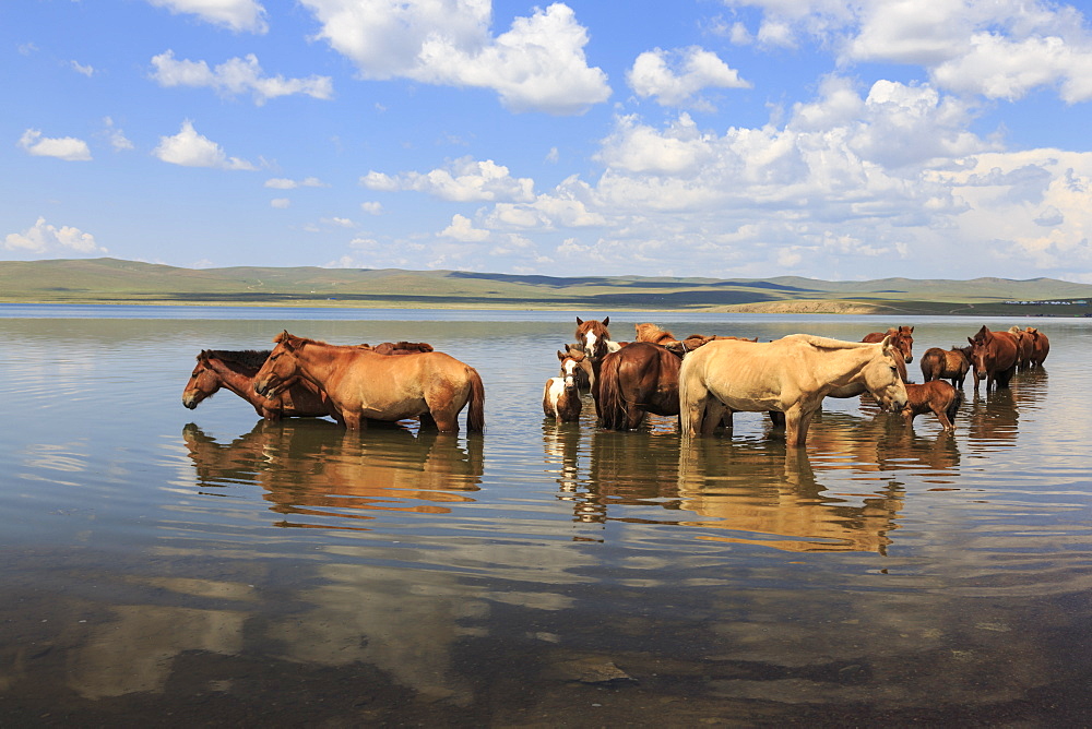 Herd of horses and foals cool off by standing in a lake in summer, Arkhangai, Central Mongolia, Central Asia, Asia