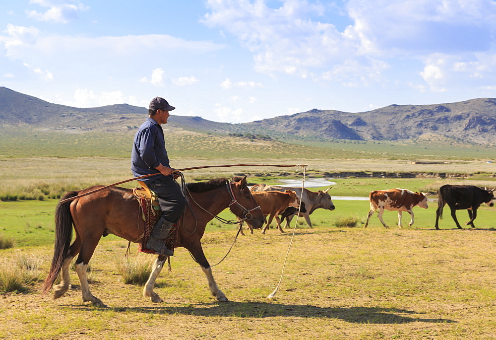 Mounted nomad herds cows in summer, holding uurga, Khogno Khan Uul Nature Reserve, Gurvanbulag, Bulgan province, Northern Mongolia, Central Asia, Asia