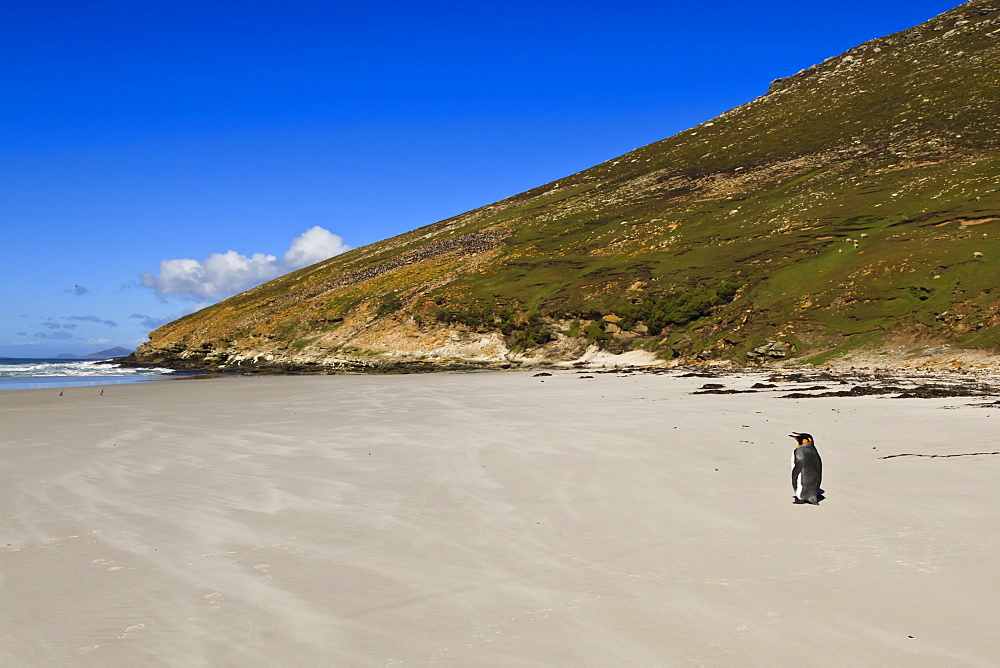 Two king penguins (Aptenodytes patagonicus) look out to sea on white sand beach, the Neck, Saunders Island, Falkland Islands, South America  