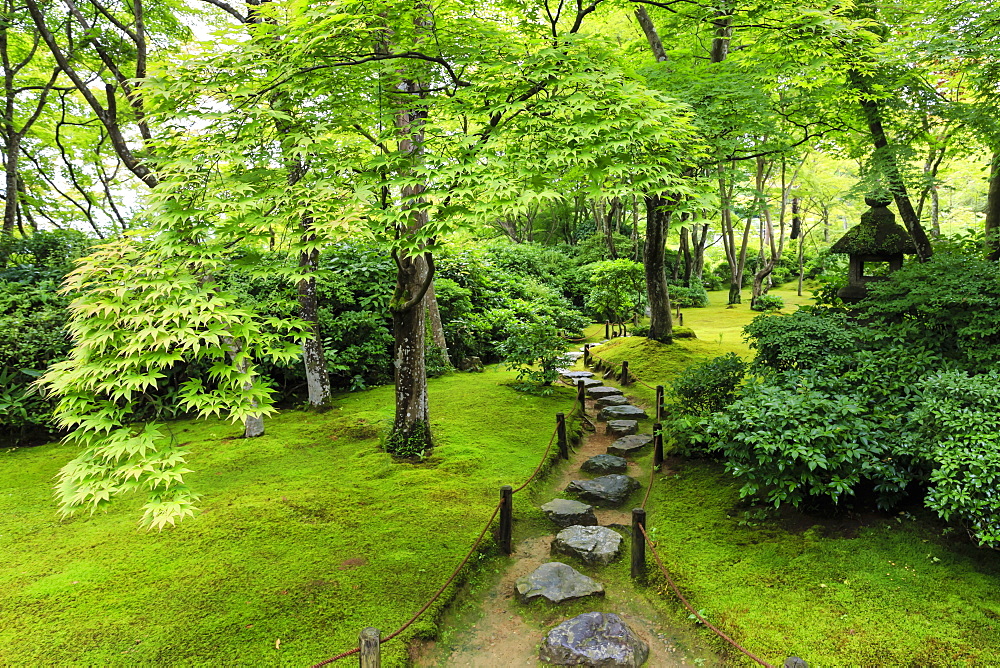 Okochi Sanso Villa garden, stone path through vibrant leafy trees with moss covered ground in summer, Arashiyama, Kyoto, Japan, Asia