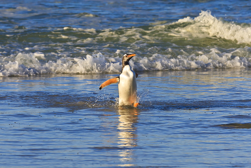 Gentoo penguin (Pygoscelis papua) emerges from the sea in late afternoon light, The Neck, Saunders Island, Falkland Islands, South America 