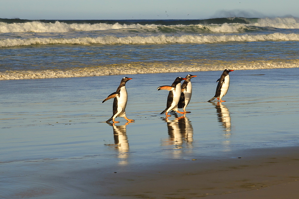 Reflected gentoo penguins (Pygoscelis papua) emerge from the sea, The Neck, Saunders Island, Falkland Islands, South America 