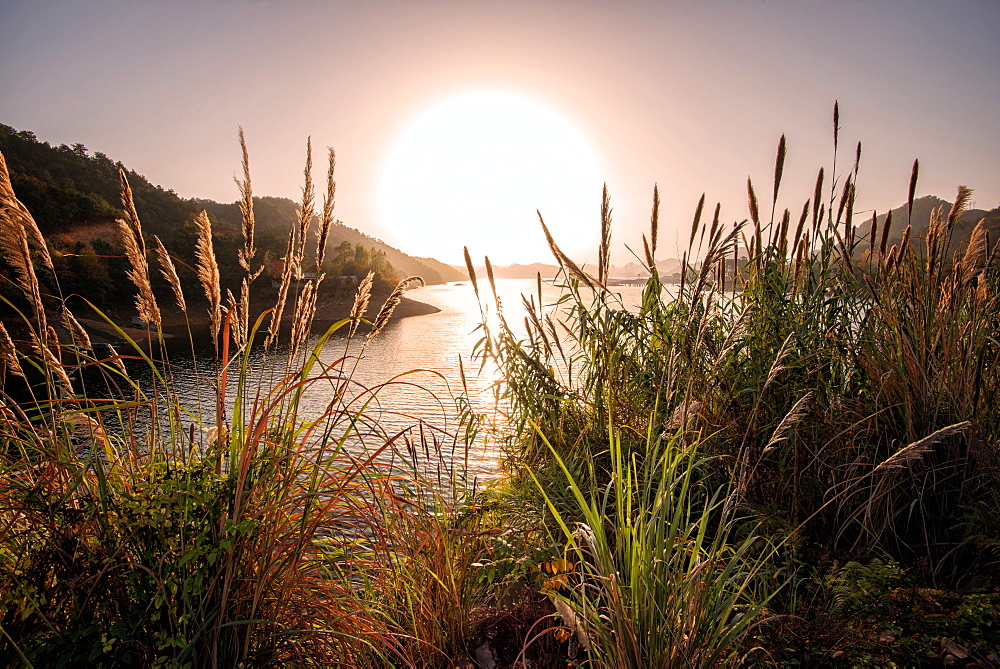 Reeds and setting sun at the shore of Qiandao Lake in Zhejiang province, China, Asia 