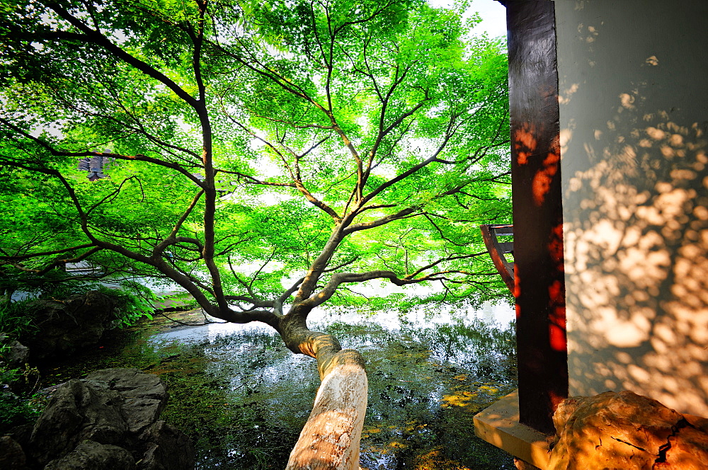 Tree reaching out into one of the many lakes in a park at West Lake, Hangzhou, Zhejiang, China, Asia 