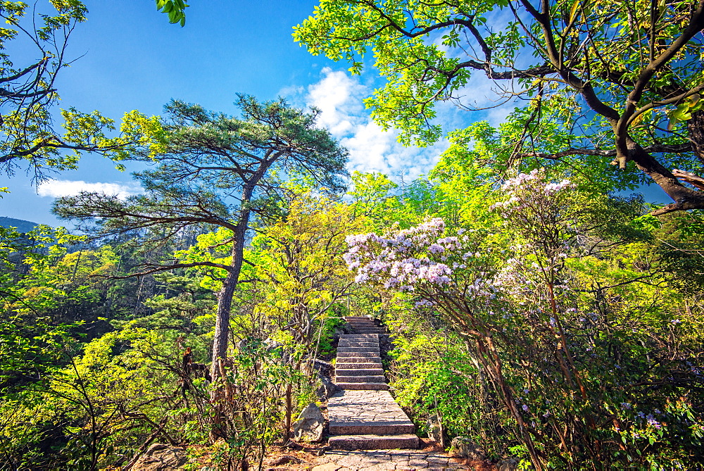 Stone steps leading into the lush natural environment with trees and blossoms of Tian Mu Shan (Eyes of Heaven Mountain), Zhejiang, China, Asia