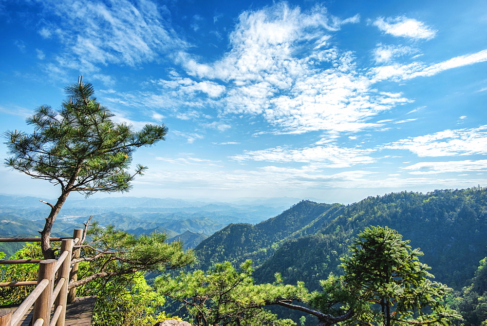 Pine tree and green mountains at Tian Mu Shan Four Sides peak, Zhejiang, China, Asia