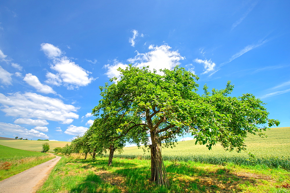 Row of apple trees in Kraichgau region, Baden-Wurttemberg, Germany, Europe