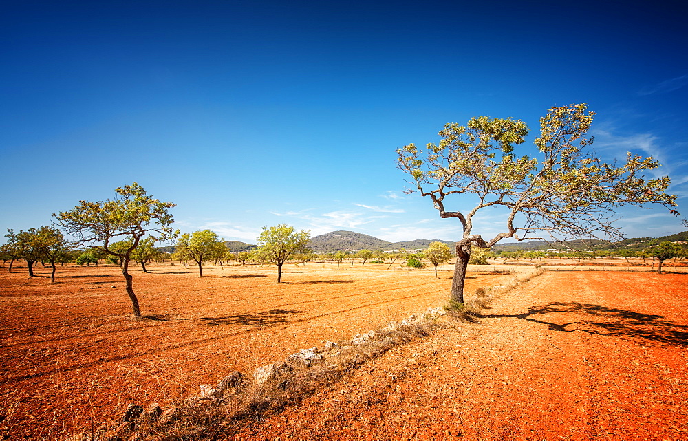 Agriculture on red clay soil, on the island of Ibiza, Balearic Islands, Spain, Mediterranean, Europe