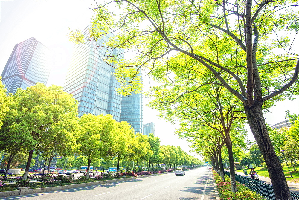 Trees lining the streets in Jianggan New Town, the new business district of Hangzhou City, Zhejiang, China, Asia