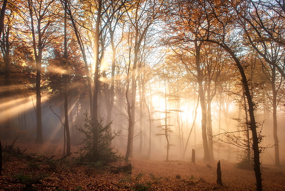 Pronounced sun rays in a misty forest scene, Heidelberg area, Baden-Wurttemberg, Germany, Europe