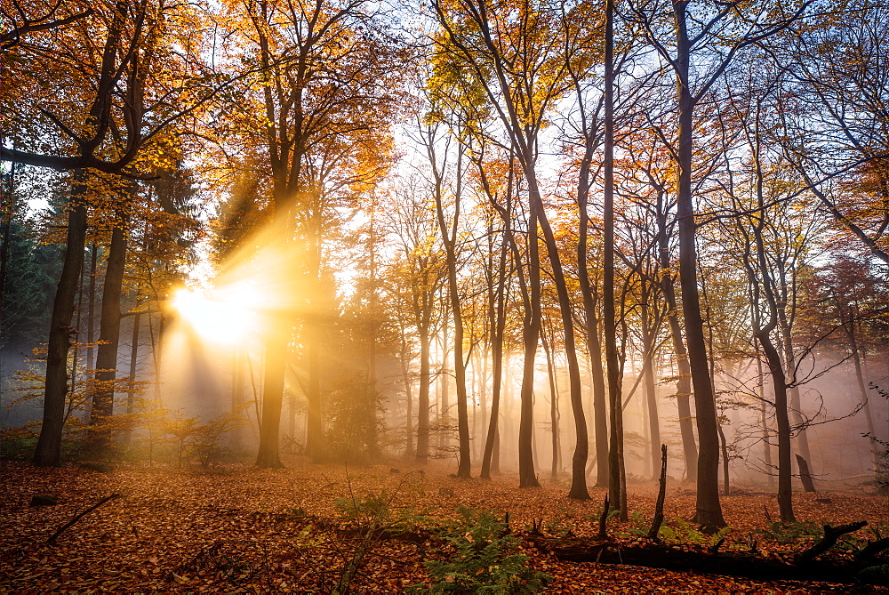 Golden rays cutting through a misty forest, Heidelberg area, Baden-Wurttemberg, Germany, Europe