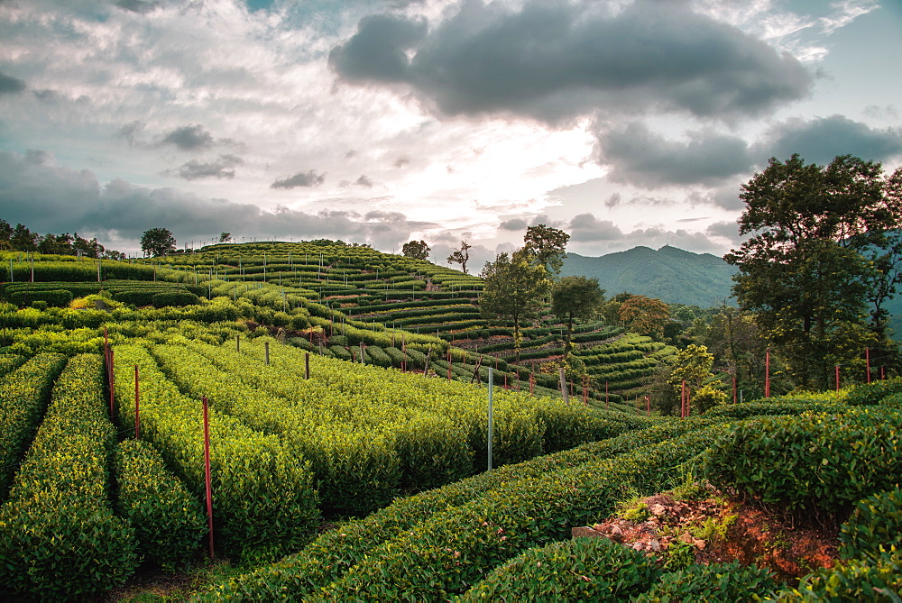 Longjing Tea fields in the hills near West Lake, Hangzhou, Zhejiang, China, Asia