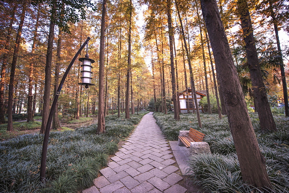 Forest path with bench and lanterns in a West Lake park, Hangzhou, Zhejiang, China, Asia 