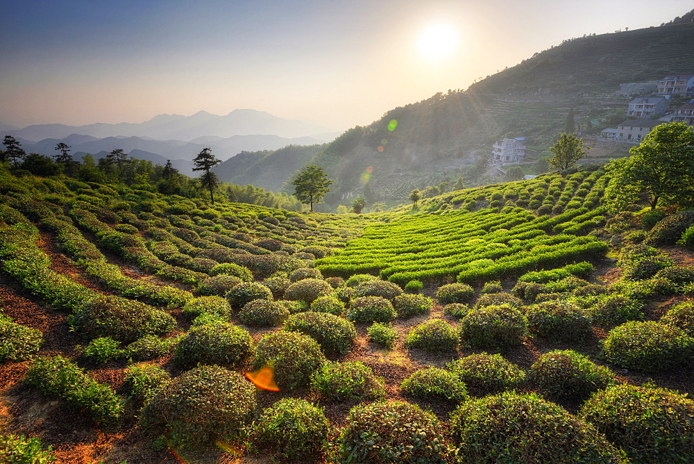 Sprawling tea fields in the mountains of Zhejiang province, China, Asia 