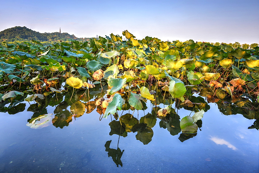 Lotus plants at BaiDi Causeway with reflections and Baochu Tower in the background, Hangzhou, Zhejiang, China, Asia 