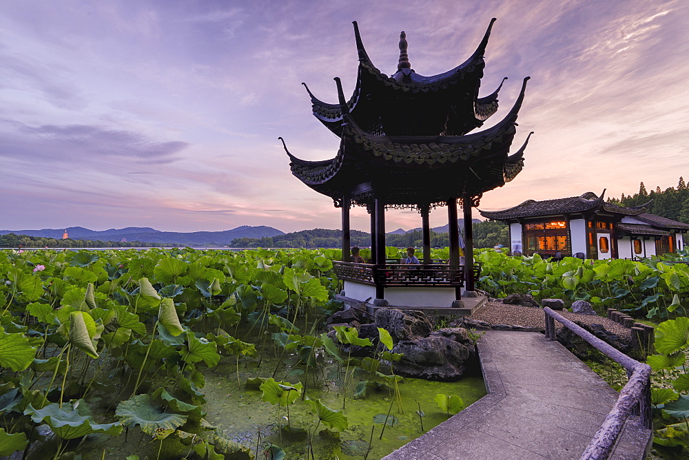 Pavilion, lotus field and zig zag bridge at West Lake, Hangzhou, Zhejiang, China, Asia 