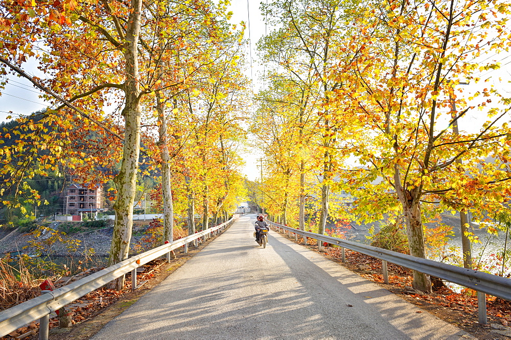 Golden autumn colors with motorbike in an alley of a village near Qiandao Lake, Zhejiang province, China.