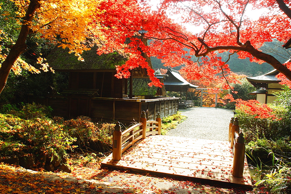 Autumn Leaves Of Himukai Shrine, Kyoto, Japan