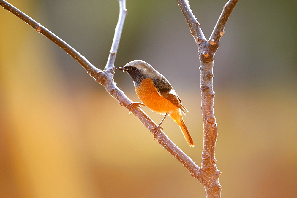 Daurian Redstart, Tokyo, Japan