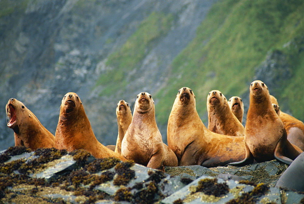 Steller Sea Lion