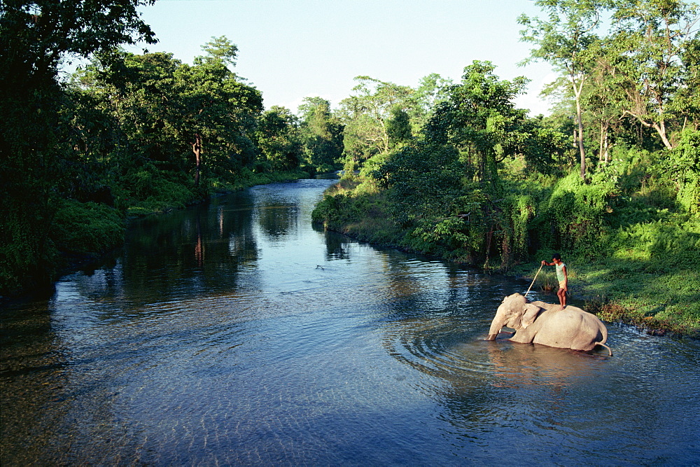 Asiatic Elephant