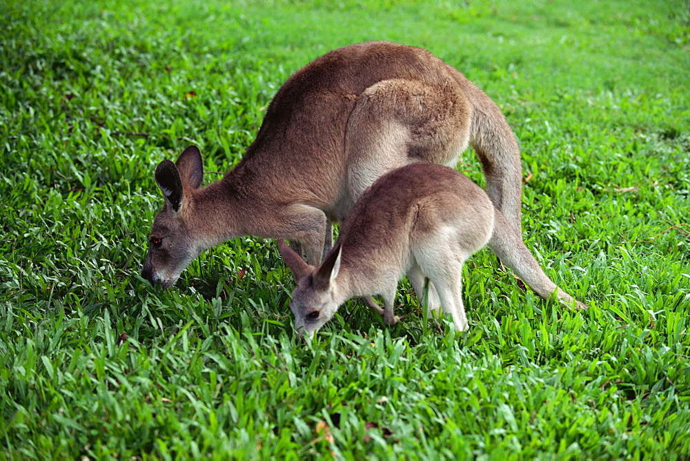 Eastern Grey Kangaroo