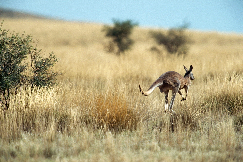 Kangaroo