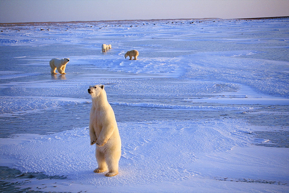 Polar Bear, Canada