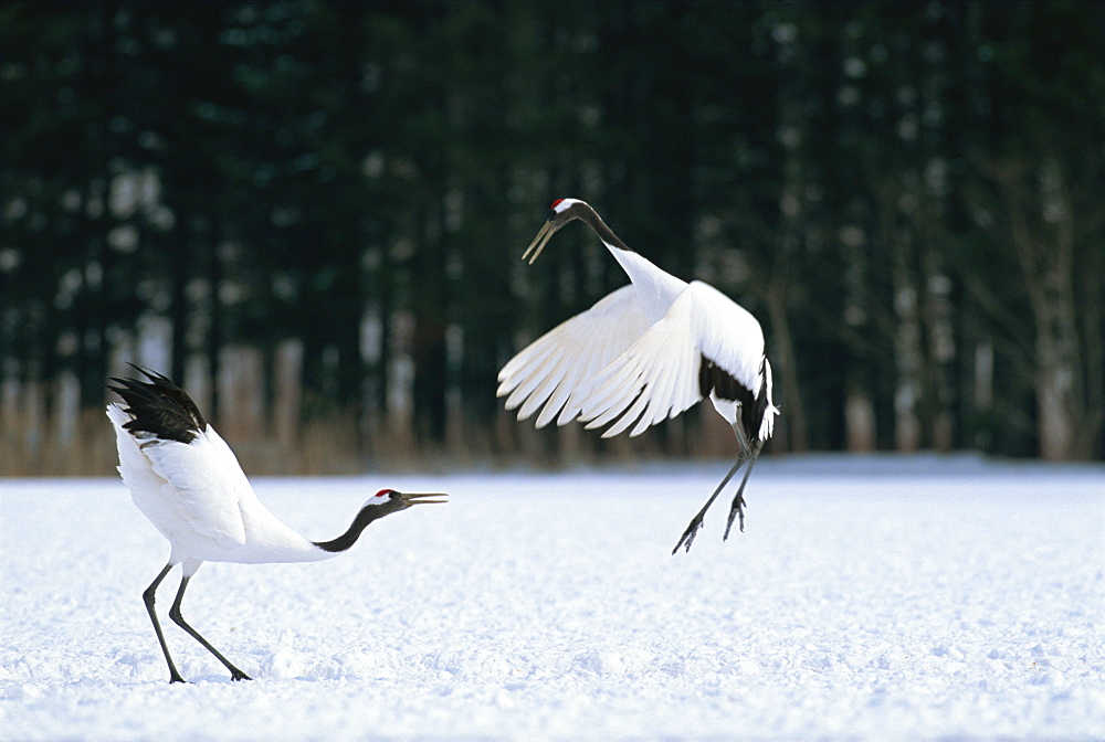 Japanese Crane, Hokkaido, Japan