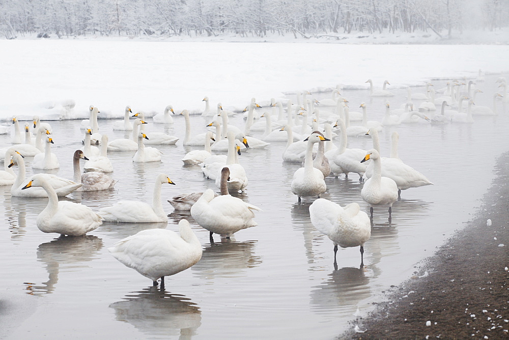 Kushharo-ko, Hokkaido, Japan