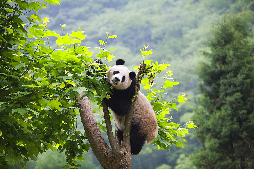 Panda, China