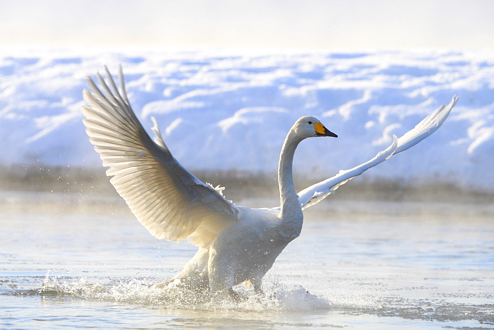 Swan, Hokkaido, Japan