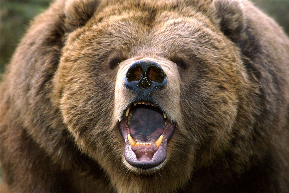 Grizzly Bear Roaring