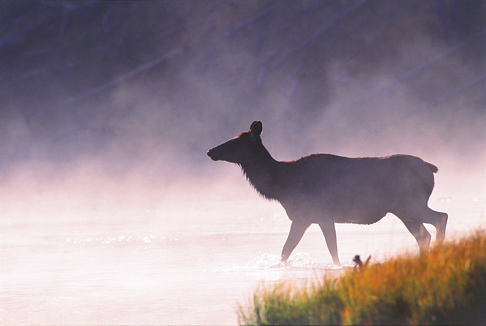 Silhouette of Elk Walking into a Lake