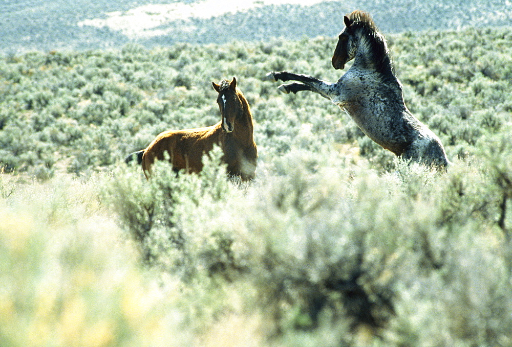 Two Horses Fighting