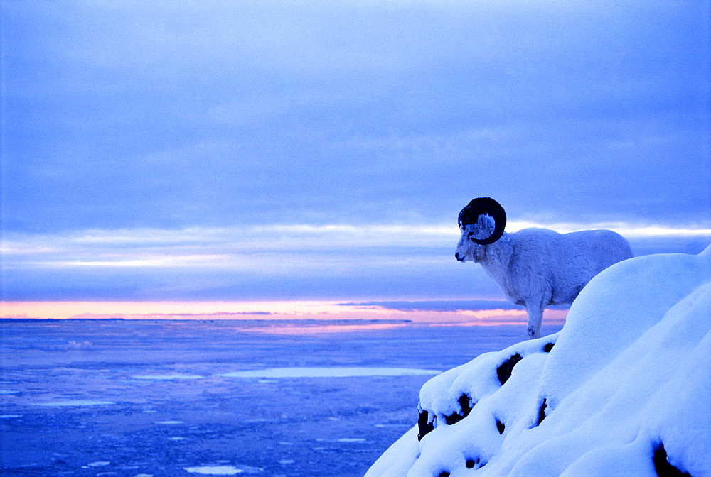 Bighorn Ram