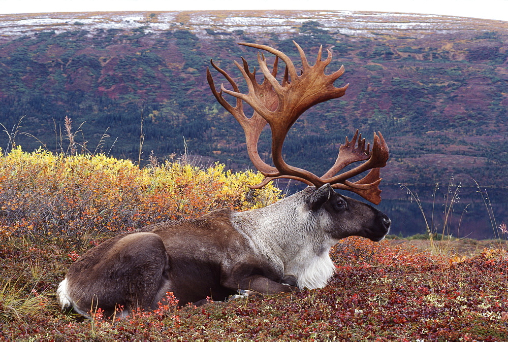 Moose Laying Down